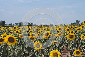 Field of sunflowers with blue sky. A sunflower field at sunset,with vintage filter,selective focus