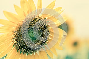 Field of sunflowers with blue sky. A sunflower field at sunset,with vintage filter,selective focus