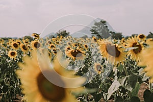 Field of sunflowers with blue sky. A sunflower field at sunset,with vintage filter,selective focus