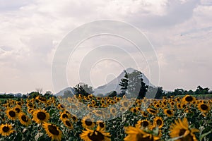 Field of sunflowers with blue sky. A sunflower field at sunset,with vintage filter,selective focus