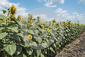 Field of sunflowers and blue sun sky