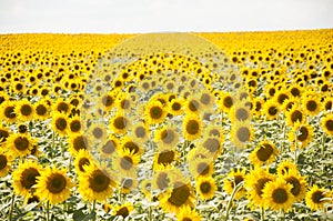 Field of sunflowers and blue sun sky