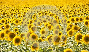 Field of sunflowers and blue sun sky