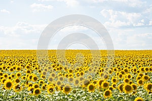 Field of sunflowers and blue sun sky