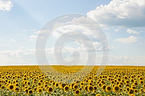 Field of sunflowers and blue sun sky