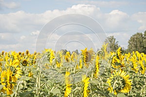 Field of sunflowers and blue sun sky