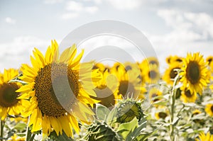 Field of sunflowers and blue sun sky