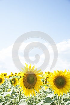 Field of sunflowers and blue sun sky