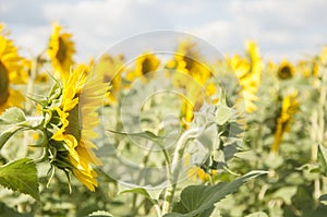 Field of sunflowers and blue sun sky