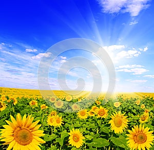 Field of sunflowers and blue sun sky