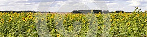 Field of sunflowers and blue sun sky