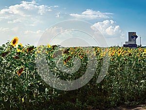 A field of sunflowers on a bright sunny summer day on a background of the cloudy sky