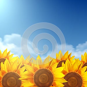 A field of sunflowers and a clear sky.