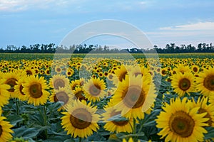 Field with sunflowers, close-up. A beautiful flower with perfect shapes