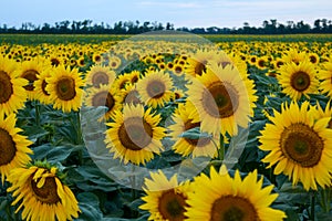 Field with sunflowers, close-up. A beautiful flower with perfect shapes