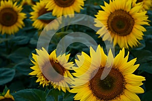 Field with sunflowers, close-up. A beautiful flower with perfect shapes