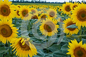 Field with sunflowers, close-up. A beautiful flower with perfect shapes