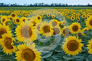 Field with sunflowers, close-up. A beautiful flower with perfect shapes