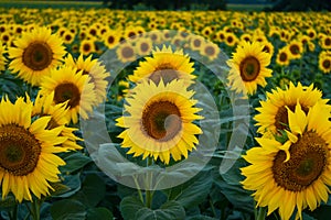 Field with sunflowers, close-up. A beautiful flower with perfect shapes