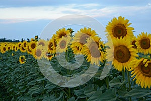 Field with sunflowers, close-up. A beautiful flower with perfect shapes