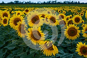 Field with sunflowers, close-up. A beautiful flower with perfect shapes