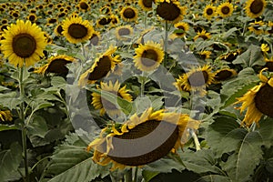 Field of sunflowers competing for attention