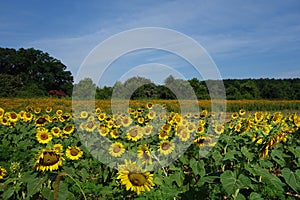 Field of sunflowers in Dix Park, Raleigh, NC