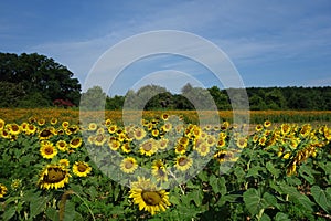 Field of sunflowers in Dix Park, Raleigh, NC photo