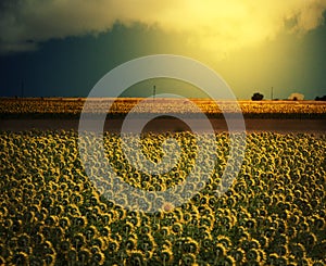 A field of sunflowers face toward the sun while one sunflower faces the camera under a sunny sky.