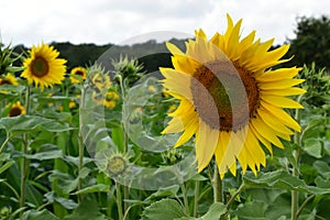 Field of Sunflowers facing the sun, agriculture background.