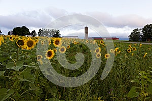 Field of sunflowers with farm buildings in soft focus background, Island of Orleans