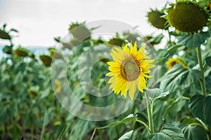 Field with sunflowers