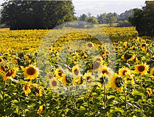 Field of Sunflowers in FingerLakes NYS