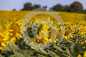 field with sunflowers during flowering and pollination by insect bees