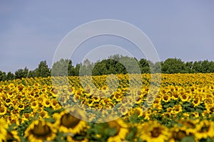 field with sunflowers during flowering and pollination by insect bees