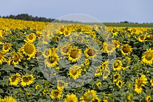 field with sunflowers during flowering and pollination by insect bees