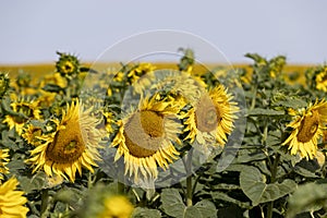 field with sunflowers during flowering and pollination by insect bees