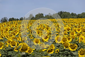 field with sunflowers during flowering and pollination by insect bees