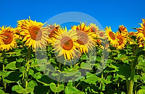 Field with sunflowers flowers and blue sky