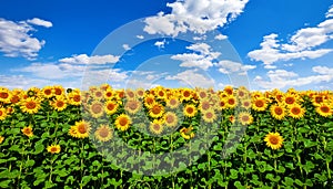 Field with sunflowers flowers and blue sky