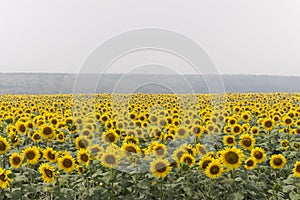 Field of sunflowers on foggy day. Blooming sunflowers meadow in haze. Summer landscape.