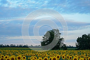 A field of sunflowers among forest plots and lonely trees against a cloudy sky, panoramic view