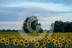 A field of sunflowers among forest plots and lonely trees against a cloudy sky, panoramic view