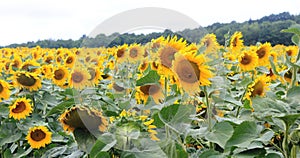 A field of sunflowers in France photo