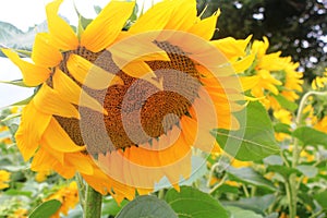 A field of sunflowers in France photo