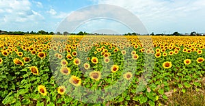 Field of sunflowers in full spring bloom with bee pollination