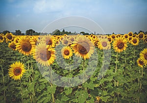 Field of sunflowers in full spring bloom with bee pollination