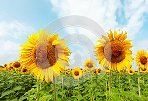 Field of sunflowers in full spring bloom with bee pollination