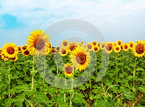 Field of sunflowers in full spring bloom with bee pollination