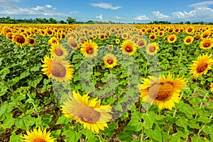 Field of sunflowers in full spring bloom with bee pollination